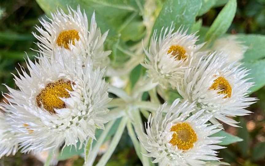 Wildflower Walk, Manly Vale, NSW