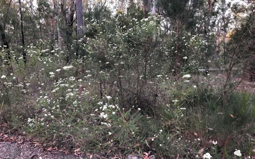 Maria National Park, Crescent Head, NSW