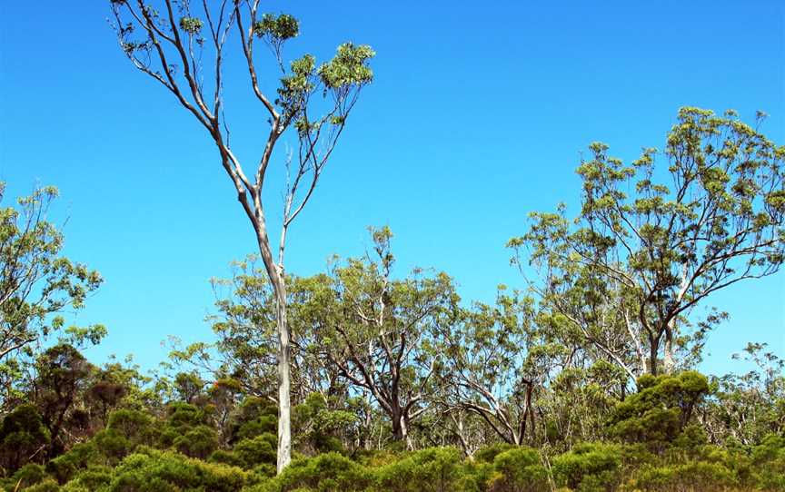 Mooloolah River National Park, Sippy Downs, QLD