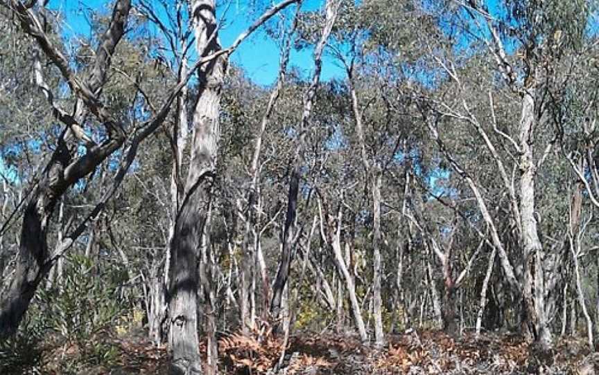 Rennick State Forest, Nelson, VIC