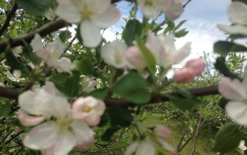 Warrawee Apple Orchard, Cheshunt, VIC