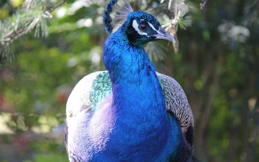 Auburn Botanic Gardens, Auburn, NSW