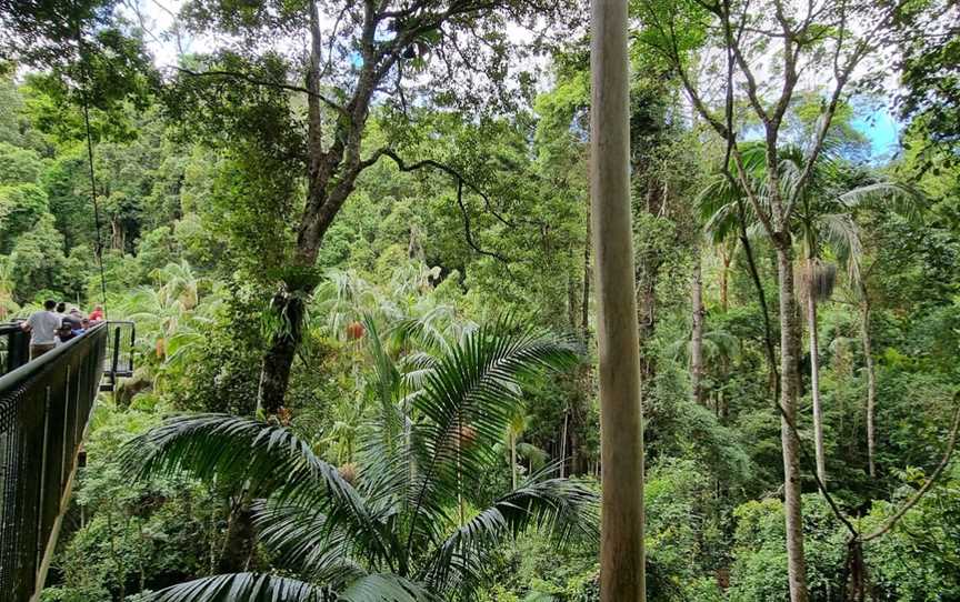 Tamborine Rainforest Skywalk, Tamborine Mountain, QLD