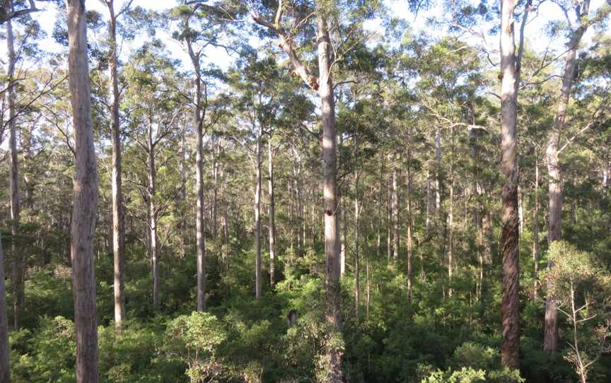 Warren National Park, Yeagarup, WA