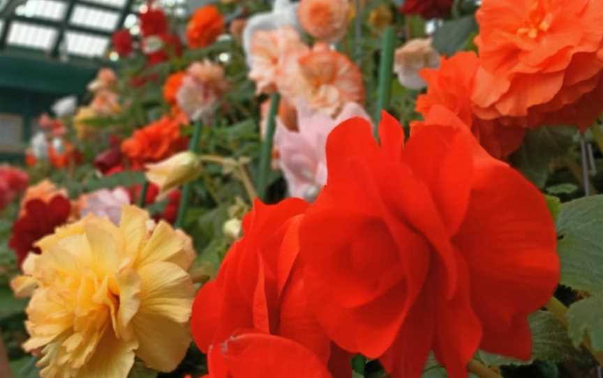 Bathurst Begonia House and Fernery, Bathurst, NSW