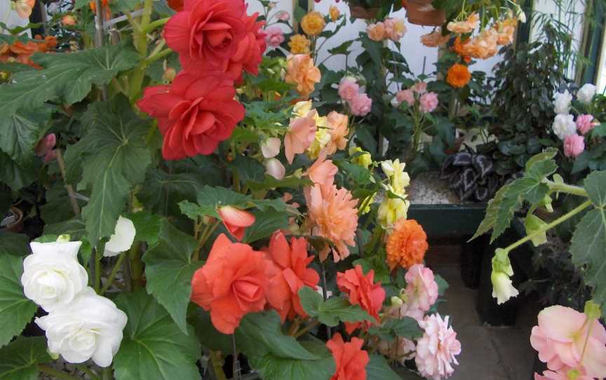 Bathurst Begonia House and Fernery, Bathurst, NSW