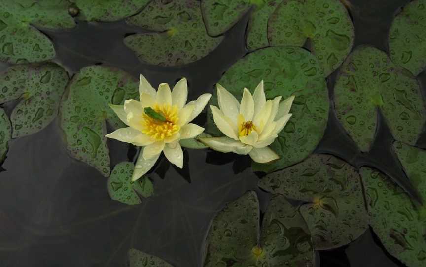 Wallis Creek Water Garden, Mulbring, NSW