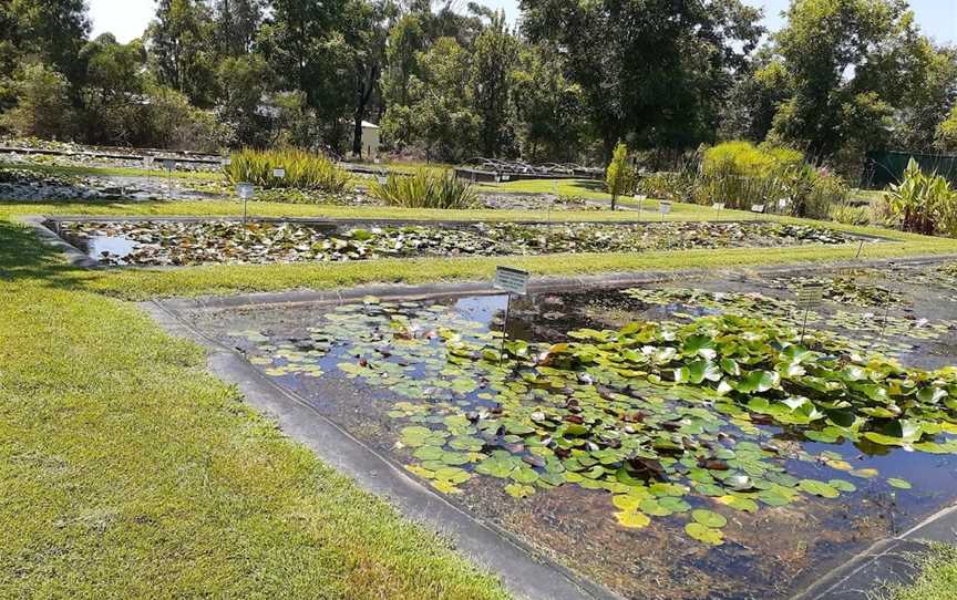 Wallis Creek Water Garden, Mulbring, NSW