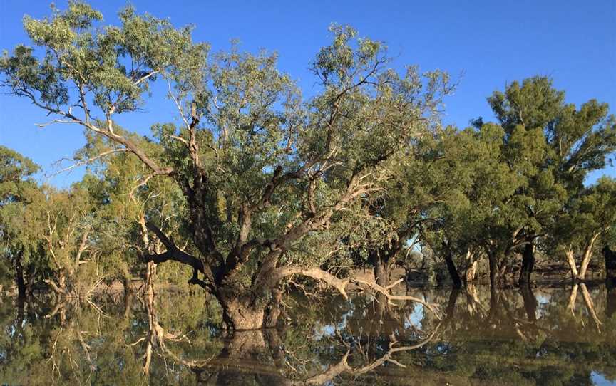 Gundabooka National Park, Gunderbooka, NSW