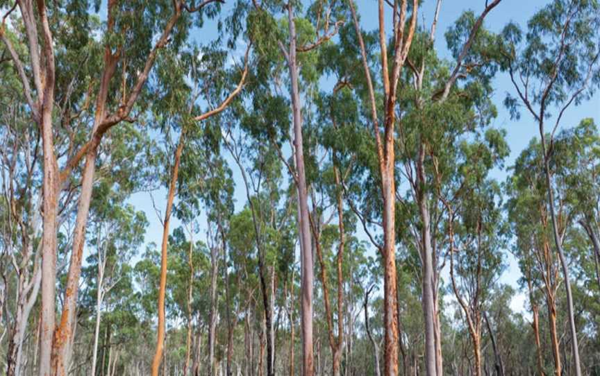 Pilliga Forest, Baradine, NSW