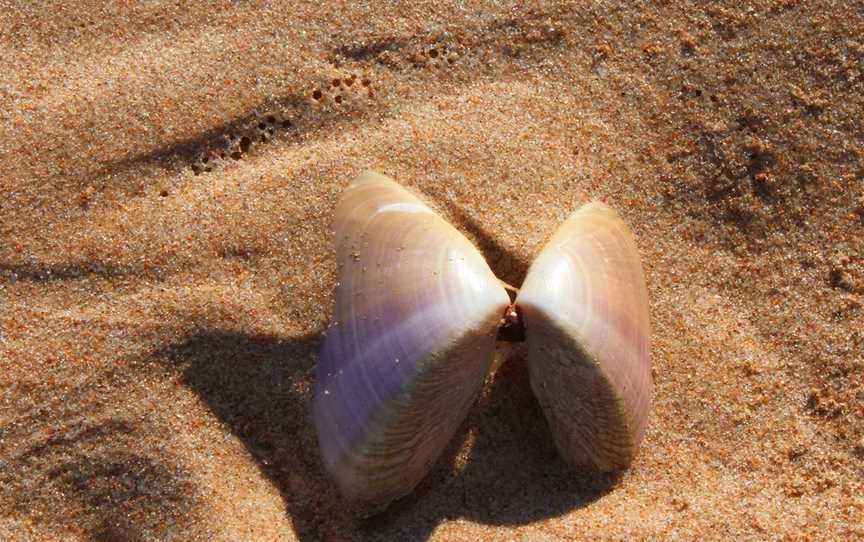 Pippi Beach, Yamba, NSW