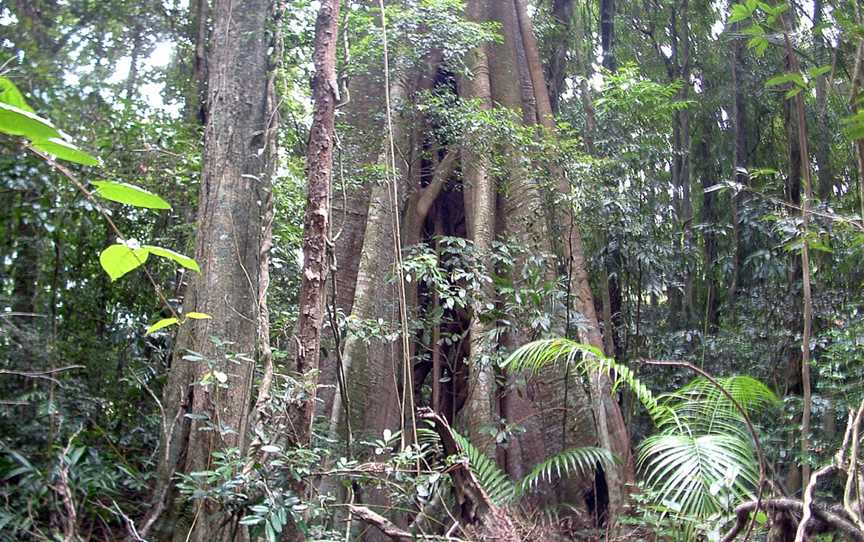 Mary Cairncross Scenic Reserve, Maleny, QLD