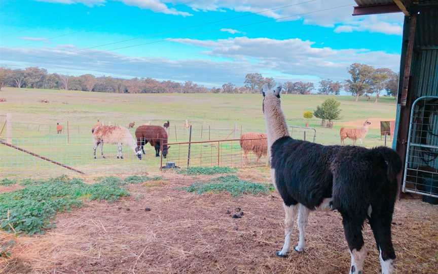 Rustique Lavender Farm, Wagga Wagga, NSW