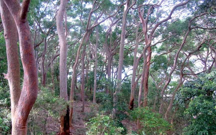 Balls Head Reserve, Waverton, NSW