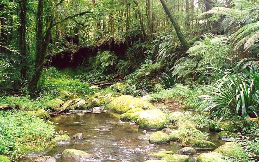 Border Ranges National Park, Cougal, NSW