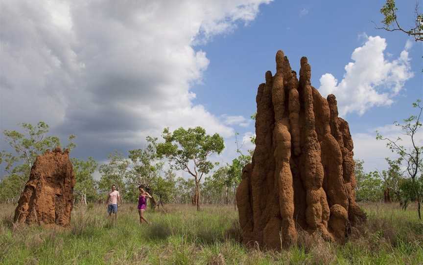 Magnetic Termite Mounds, Batchelor, NT