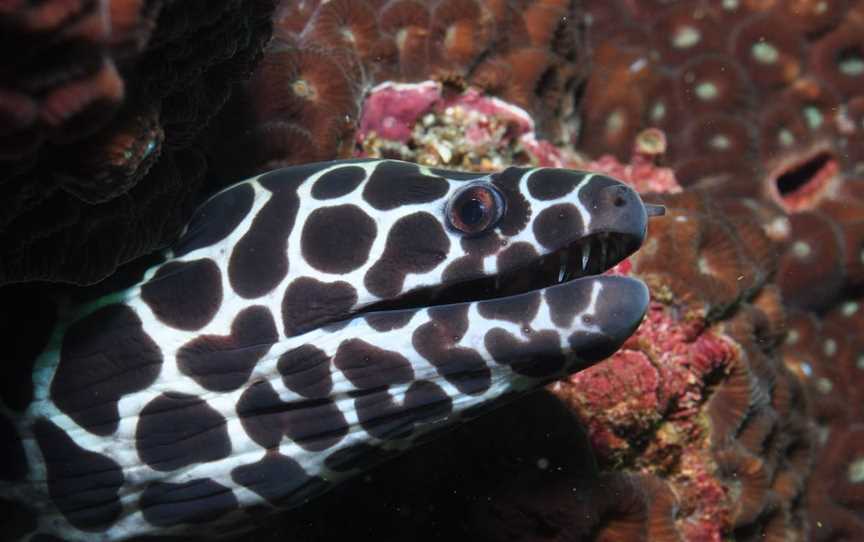 Magic Mountain Dive Site, Mooloolaba, QLD