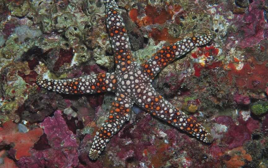 Magic Mountain Dive Site, Mooloolaba, QLD