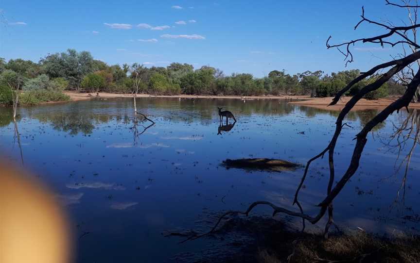 Bowra Sanctuary, Cunnamulla, QLD