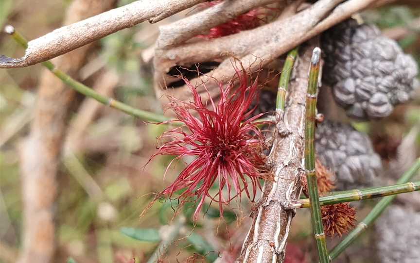 Grandeur Nature Reserve, Cranbourne, VIC