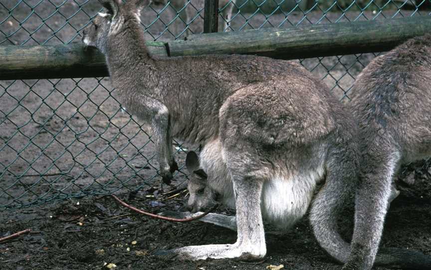 Koala Park, Creswick, VIC