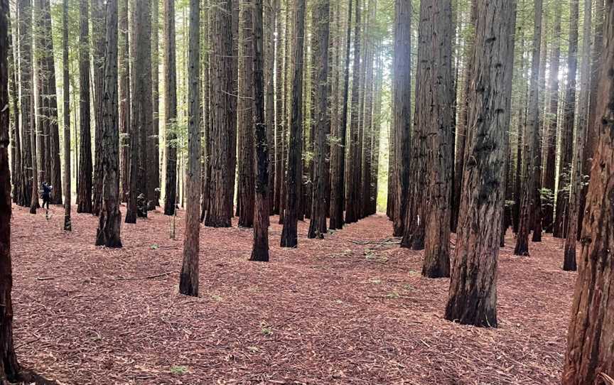 Cement Creek Redwood Forest, East Warburton, VIC