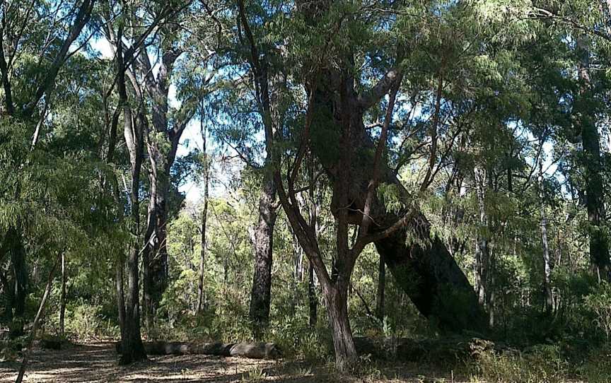 Leaning Marri Campground Campground