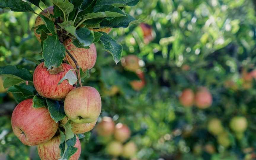 Denmark Apples, Food & Drink in Denmark