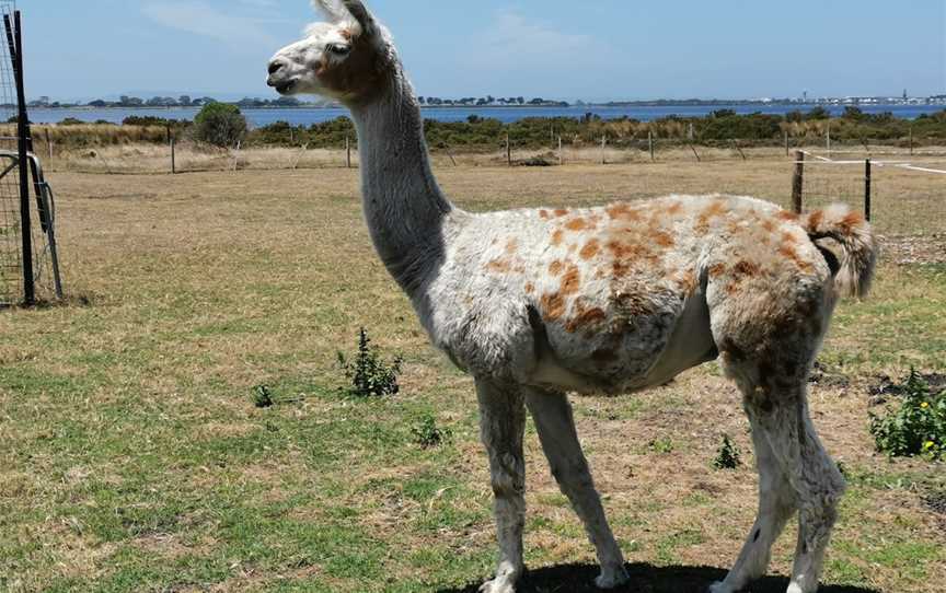 Basils Farm, Swan Bay, VIC