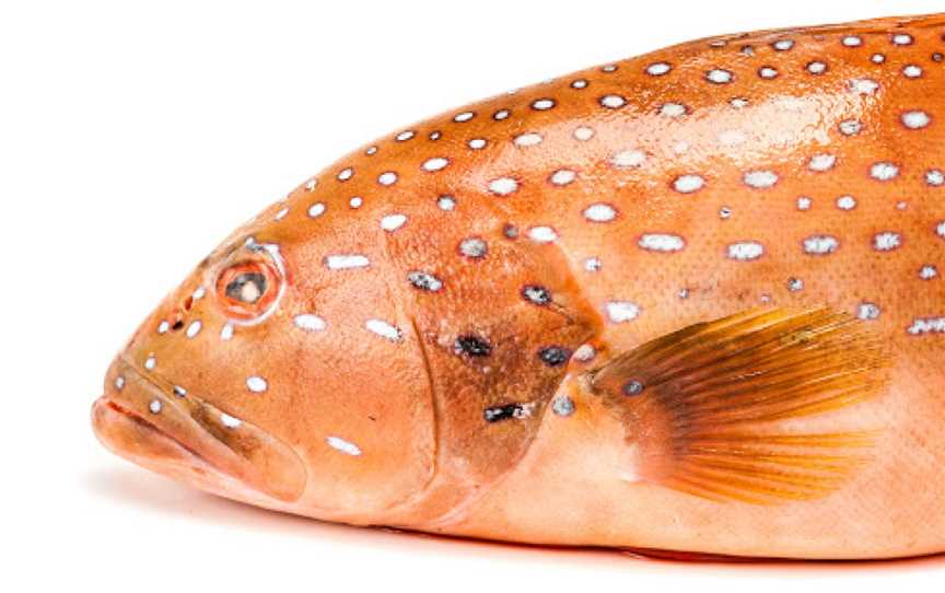 Wrasse & Roe, Port Douglas, QLD