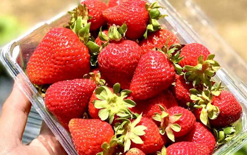 Sunny Ridge Strawberry Farm, Main Ridge, VIC