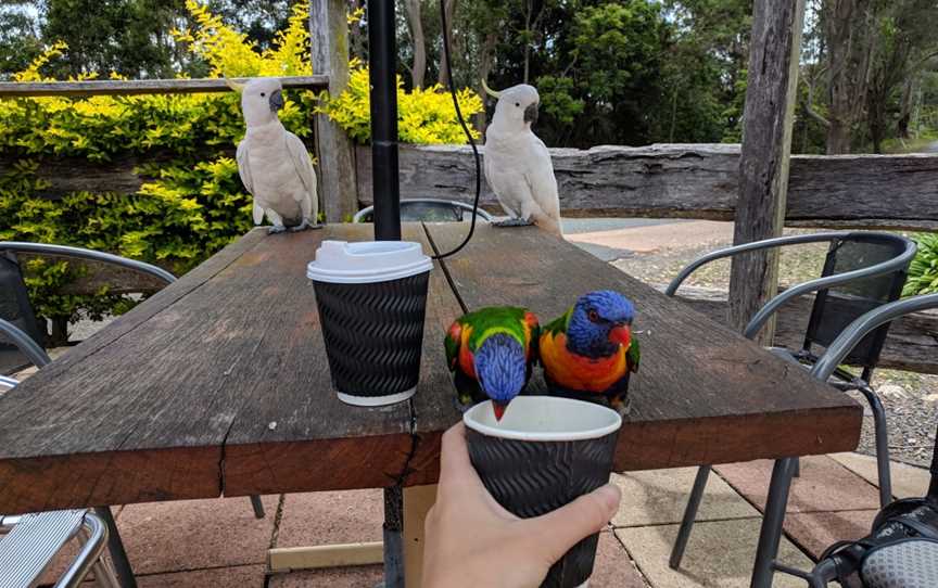 JM Jones Tearooms, Mount Nebo, QLD