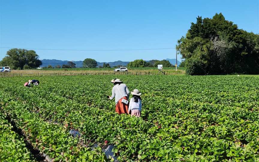 Julians Berry Farm and Café, Coastlands, New Zealand