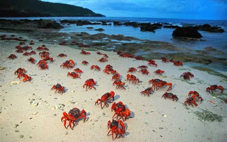 Red Crab Migration