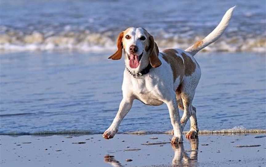 Quinns Rocks Dog Beach, Attractions in Quinns Rocks