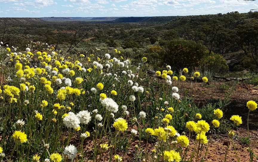 Coalseam Conservation Park