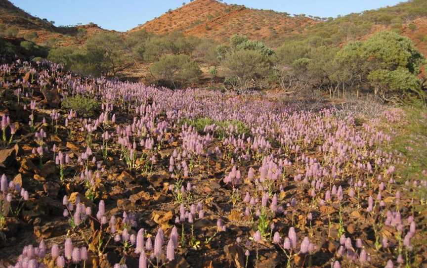 Kennedy Range National Park