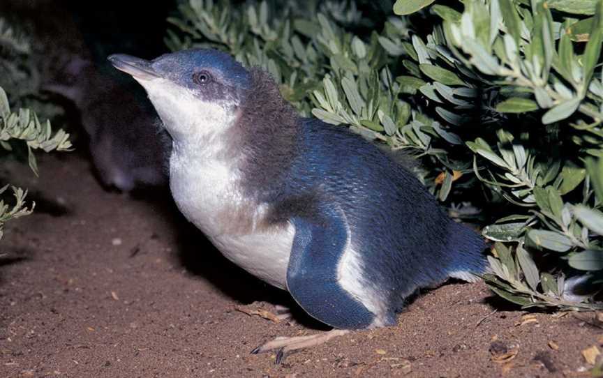 Penguin Island Conservation Park