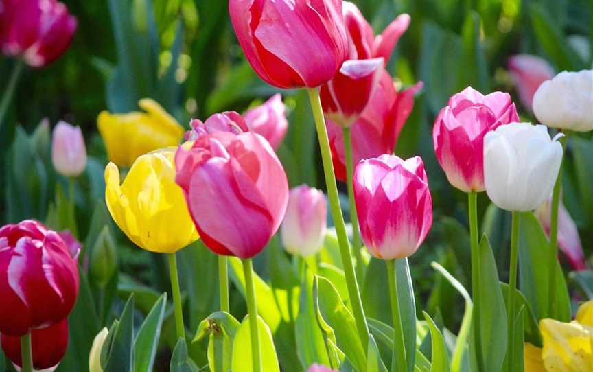 Araluen Botanic Park, Attractions in Roleystone