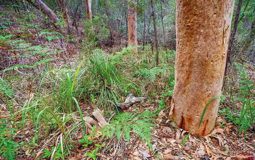 Angophora grove walking track, Minnie Water, NSW