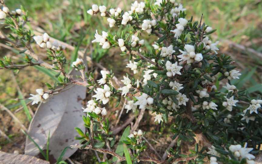 Anstey Hill Recreation Park, Tea Tree Gully, SA