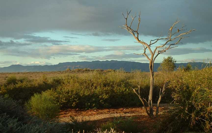 Australian Arid Lands Botanic Garden, Port Augusta West, SA