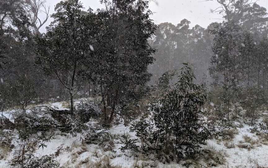 Barrington Tops State Forest, Barrington Tops, NSW