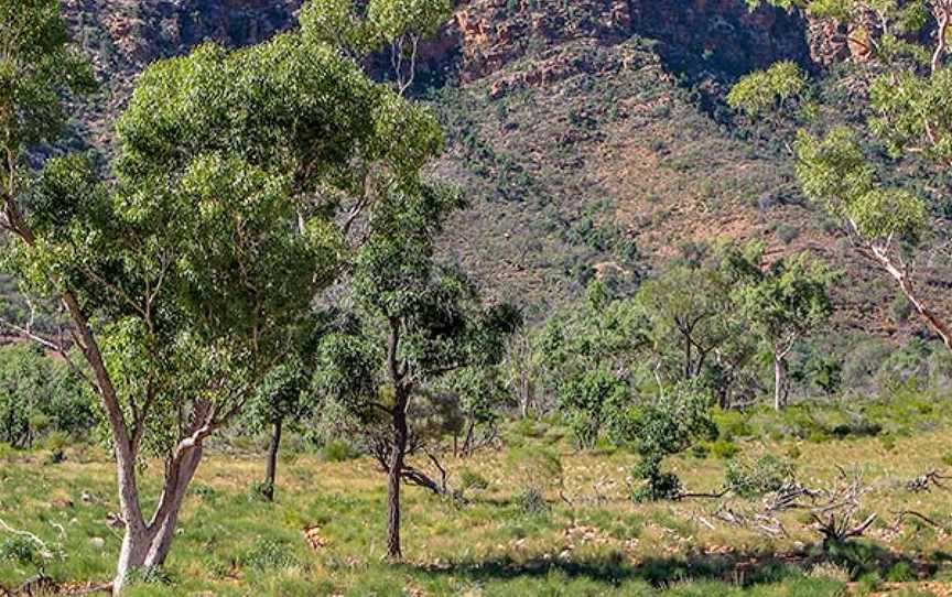 Bennetts Gorge picnic area, Gunderbooka, NSW