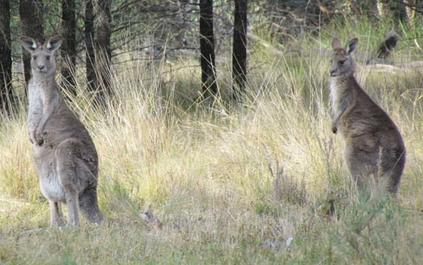 Bertha's Gully Walking Track, Piney Range, NSW