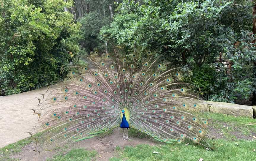 Blackbutt Reserve, Kotara, NSW