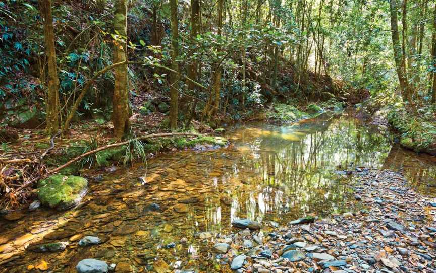 Blackbutt walking track, Dorrigo Mountain, NSW