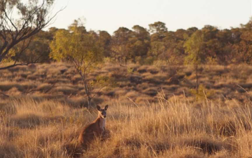 Bladensburg National Park, Opalton, QLD