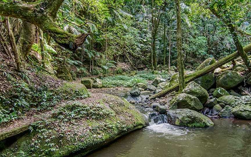 Border Loop Walk, Cougal, NSW