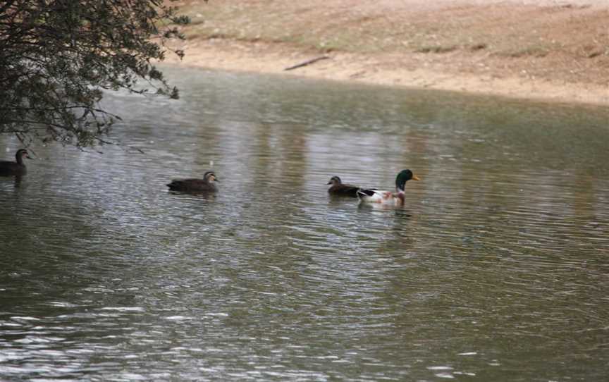 Bordertown Recreation Lake, Bordertown, SA